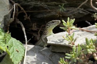 Foto zum Link «Reptilien»